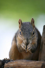 squirrel closeup