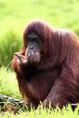 orangutan eating