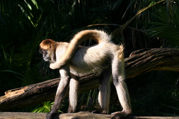 monkey with long tail