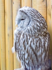 owl
