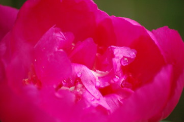 bright pink flower 2