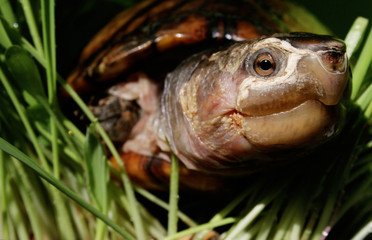 tortuga