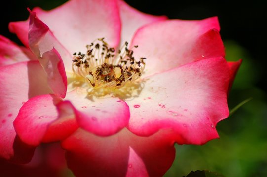 pink and white flower
