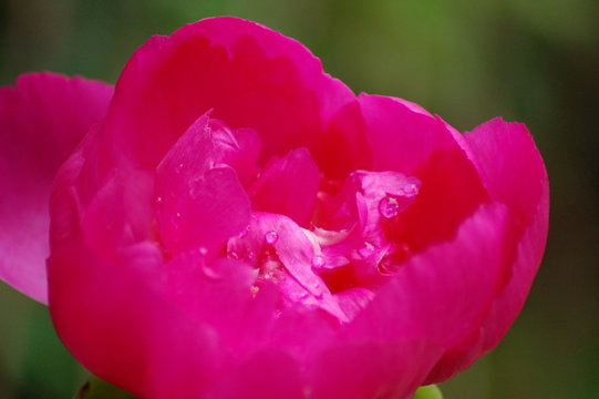 bright pink flower