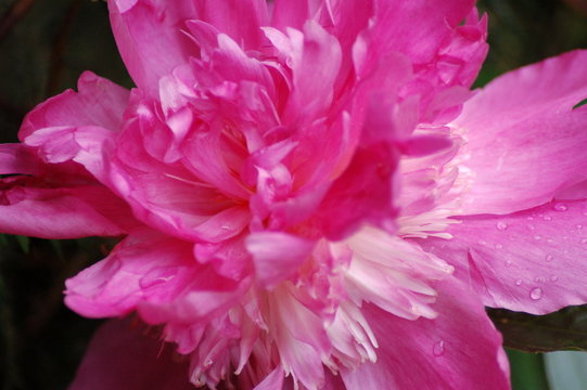 pink flower up-close 2