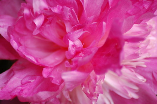 pink flower up close