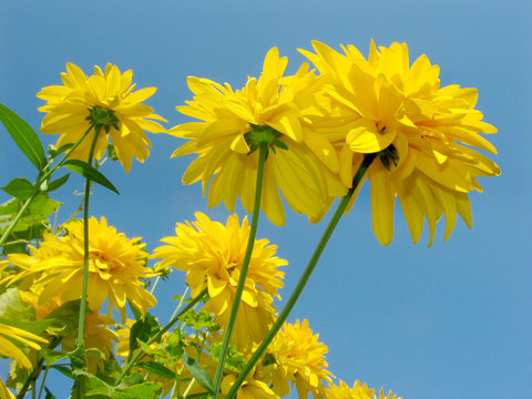 Fototapeta yellow flowers