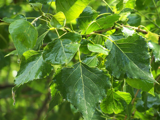 leaves of a poplar