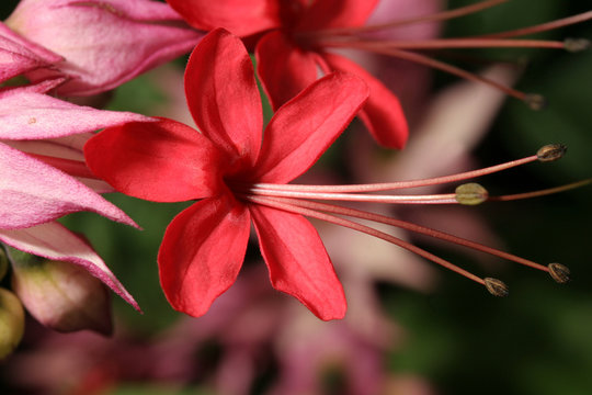 Clerodendrum Thomsoniae