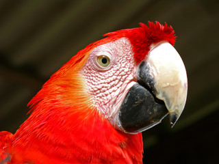 Fototapeta premium the parrot