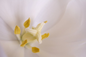 Obraz premium white tulip