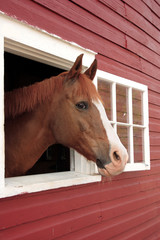 horse looks out window