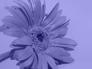 pure blue