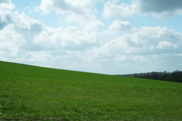 grass and sky