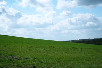 grass and sky