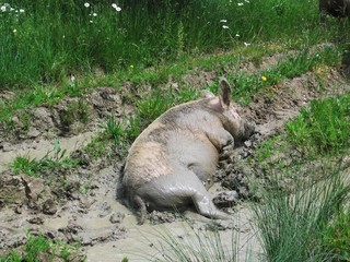 Naklejka premium hog in plash