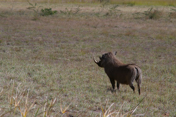male warthog stalking