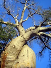 Vlies Fototapete Baobab baobab zamoureux