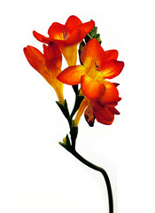 Obraz na płótnie Canvas kwiat pomarańczy
