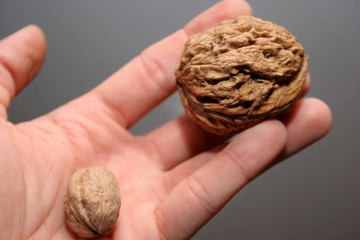 walnuts