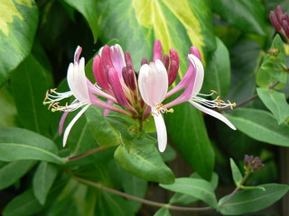 honeysuckle