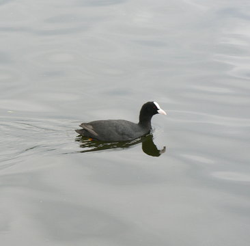 coot