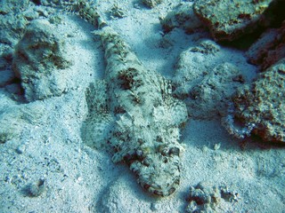 life under water,crocodilefish