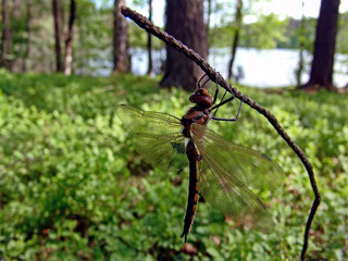 the dragonfly