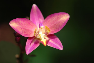Fototapeta na wymiar red orchid