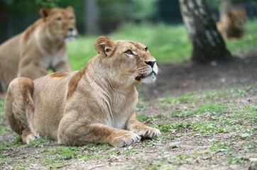 Fototapeta na wymiar wyglądają Lioness