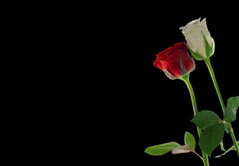 red and white  rose