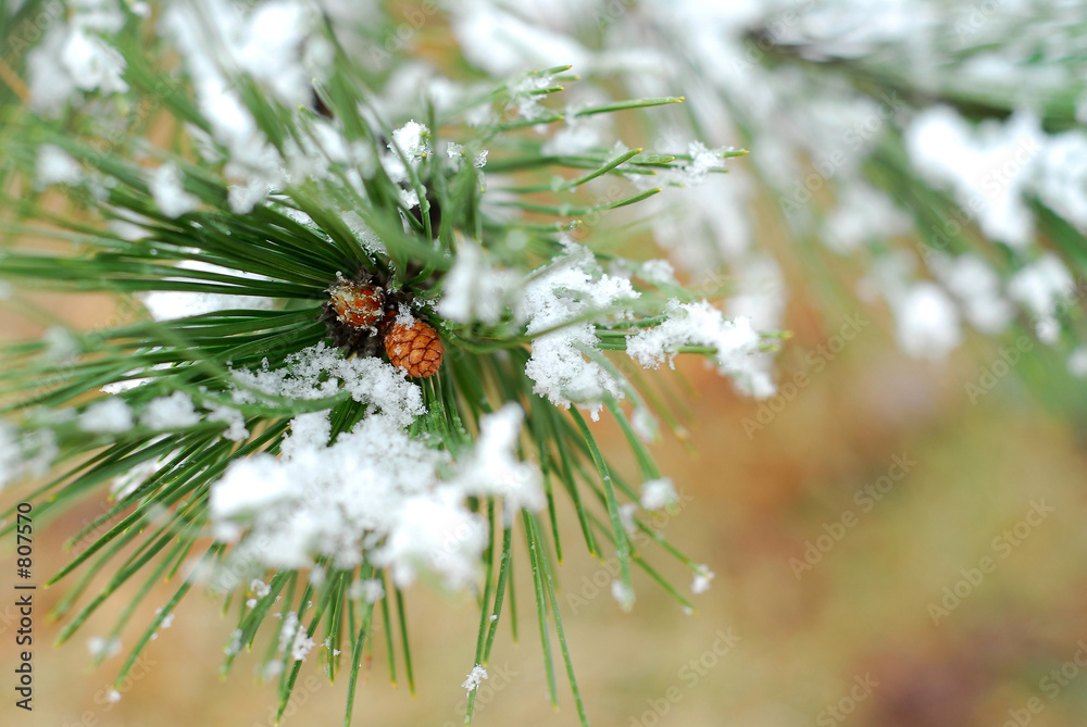 Wall mural snowy pine branch