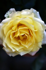 rose jaune - 2