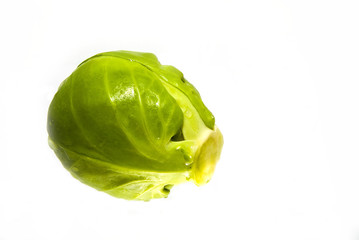 one sprout