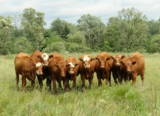 cow family portrait
