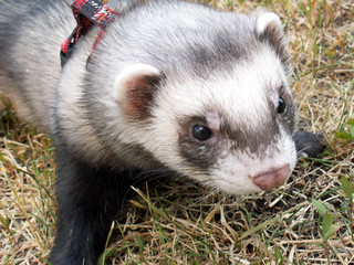ferret