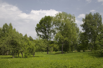 meadow wood