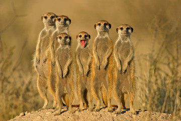 Fototapeta suricate family obraz
