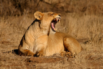 yawning lioness