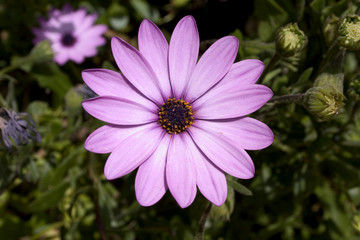 Obraz premium purple african daisy
