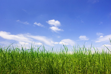 green field in the summer