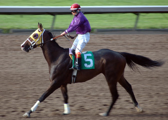 race horse & jockey