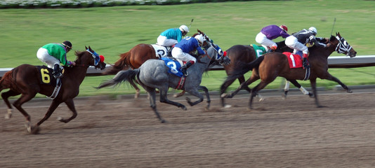 race horses