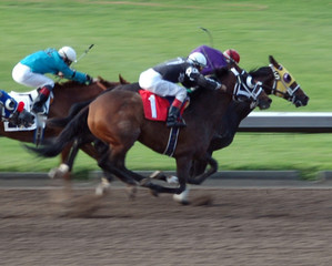 race horses