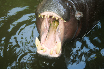 hippo - i need food !