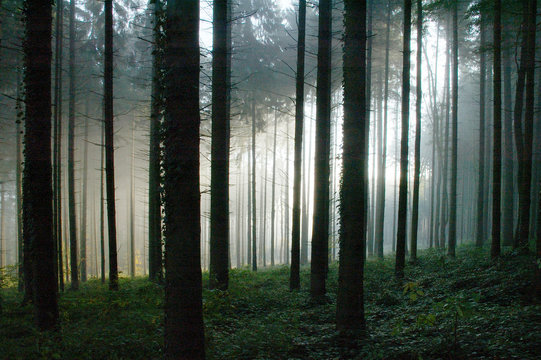 Fototapeta forêt profonde