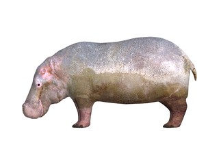 hippo the hippopotamus