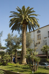 giant palm trees, Sorrento, Italy