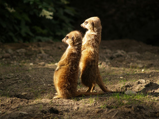 meerkats