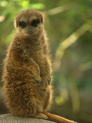 dreamy meerkat